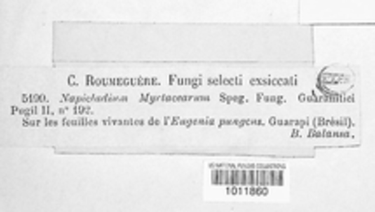 Sporhelminthium image